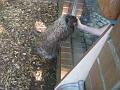 Zoo Cottbus 131